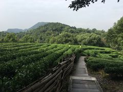-西湖风景区十里琅珰-五云山
