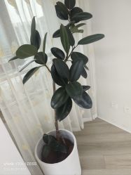-HEYAN荷妍专业脱毛连锁机构