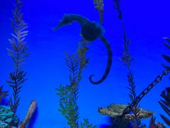 -上海海洋水族馆