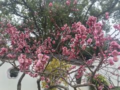 -无锡梅园公园