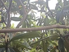 -桃源山庄·水蜜桃采摘·柴火鸡·烧烤团建(龙泉山店)