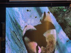 -眉州东坡(博雅店)