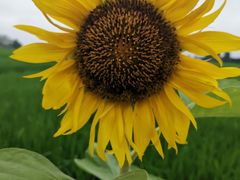 -萝鸡思味秘制泡菜(万家丽店)