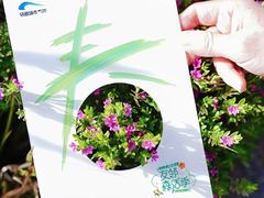 -繁花演艺 ·创意活动策划· 场地布置一站式服务