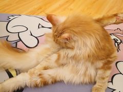 -momokira米努特·德文卷毛猫·棉花面纱犬