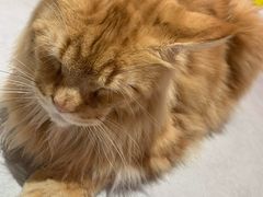 -Heymao猫咖.咖啡厅(东门店)
