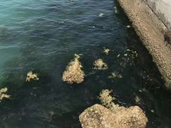 -威海国际海水浴场旅游区