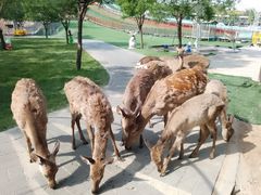 -北京鹿世界主题园