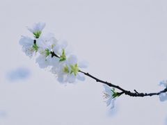 -桃花堤公园