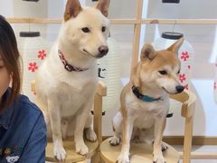 -柴迷FANS CLUB·柴犬狗咖·猫咖