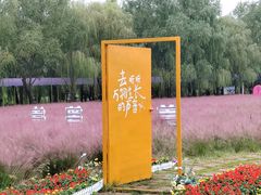 -滕州微山湖红荷湿地景区