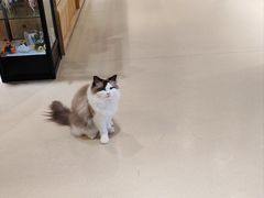 -藏猫猫咖啡主题馆(中央大道店)