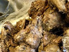 -老号尤兔头(幸福店)