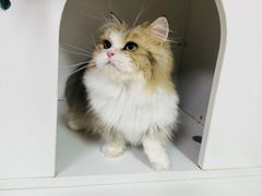 -十月米努特矮脚猫舍