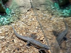 -帕帕拉兹宠物(亚洲旗舰店)