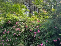 -重庆雨台山风景区