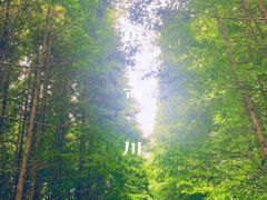 -桤木河湿地公园