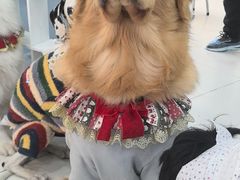 -汪说·狗咖·拼豆·宠物周边DIY(旺城大厦店)