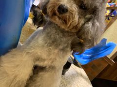 -more than meow吴止猫主题餐厅(承德 中船汇店)