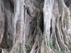 -瑞丽独树成林风景区