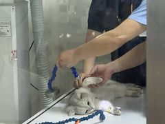 -谐和贝康宠物医院24小时·宠保定点(急重症转诊中心)