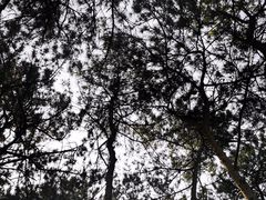 -北京西山国家森林公园