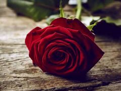 -兰陵国家农业公园