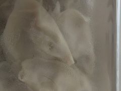 一轩三鲜饺子-一轩饺子馆(丽都店)