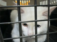 -宠福鑫康馨动物医院·骨科·眼科