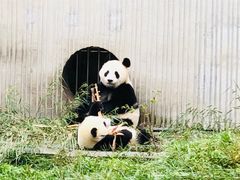 -卧龙中华大熊猫苑神树坪基地