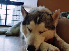 -Husky Go! 哈士奇体验馆·宠物咖啡厅狗咖