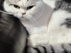 -佳雯宠物医院(四明中路分院)