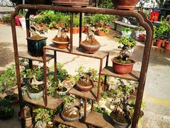 -中环花鸟鱼虫市场