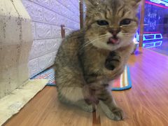 -龟与熊猫宠物公园(南坪店)
