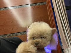 -贵族宠物·宠物美容(三阳路店)