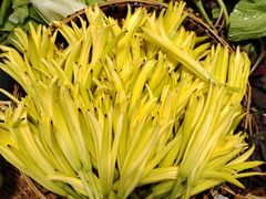 -福照楼汽锅鸡·云南特色菜(万达广场店)