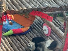 -大连森林动物园