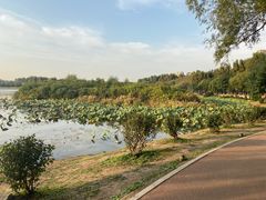 -丁香湖公园