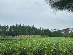 -乌村