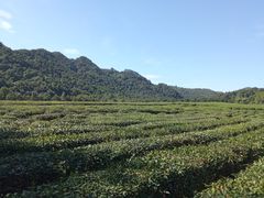 -中国茶叶博物馆(双峰馆区)