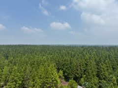 -黄海国家森林公园