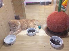 -屋虎猫馆(宝安大仟里店)