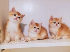 -十年猫舍·猫咪专门店(普陀店)