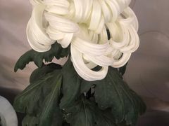 -杭州植物园