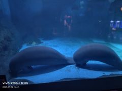 -烟台海昌鲸鲨海洋公园