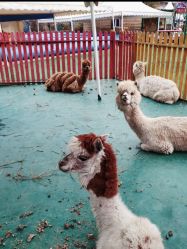 -萌宠亲子动物乐园(槐房万达店)