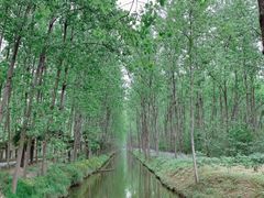 -合肥滨湖国家森林公园