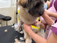 -暖阳宠物医院·犬猫康复中心·骨科