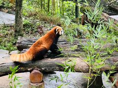 -都江堰中华大熊猫苑