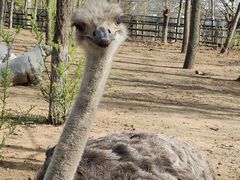 -大连森林动物园